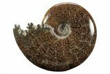 Polished Ammonite (Cleoniceras) Fossil - Madagascar #233509-1